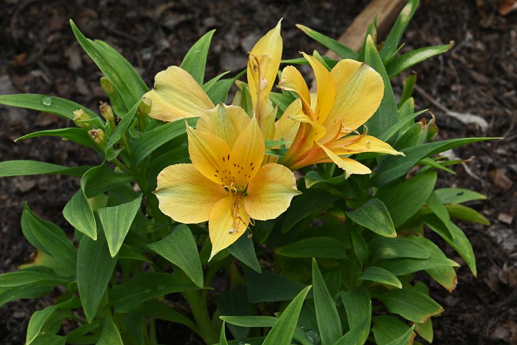 2025-07119556 Tower Hill Botanic Garden, MA.JPG - Peruvian Lily (Alstromeria). New England Botanic Garden at Tower Hill, MA, 7-11-2025